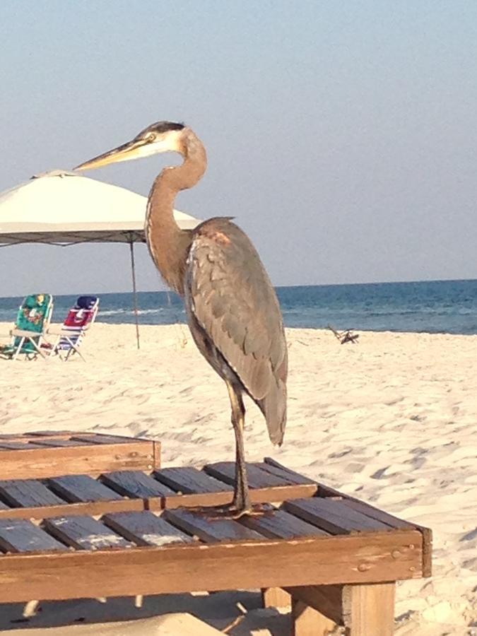 Gulf Shores Plantation المظهر الخارجي الصورة